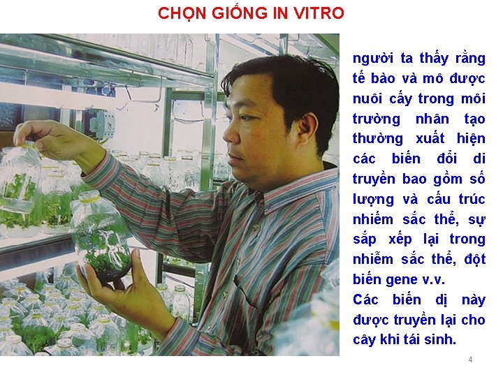 CHỌN GIỐNG IN VITRO người ta thấy rằng tế bào và mô được nuôi
