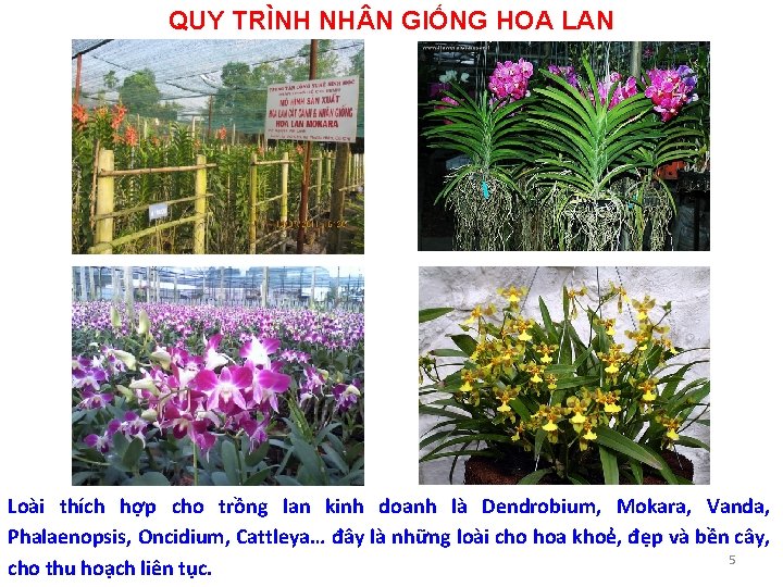 QUY TRÌNH NH N GIỐNG HOA LAN Loài thích hợp cho trồng lan kinh