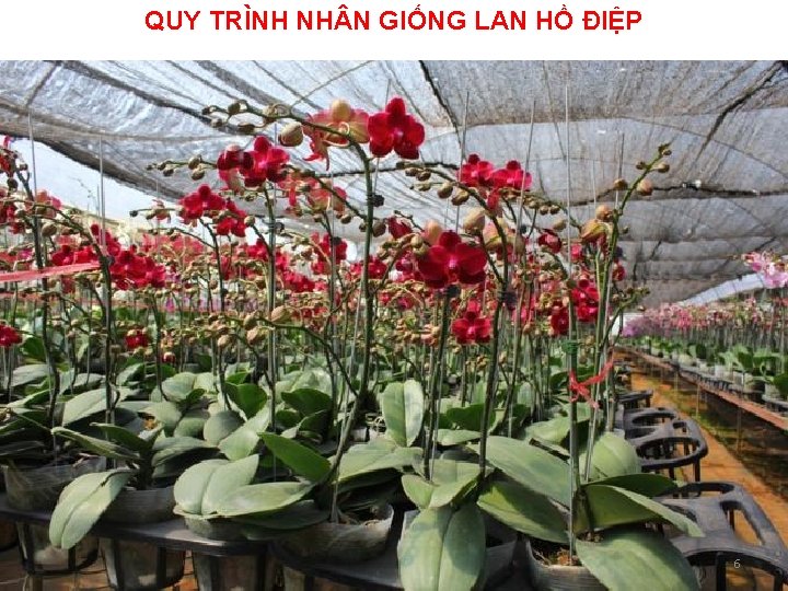 QUY TRÌNH NH N GIỐNG LAN HỒ ĐIỆP 6 