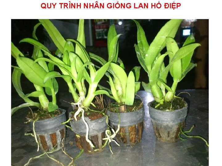 QUY TRÌNH NH N GIỐNG LAN HỒ ĐIỆP 8 