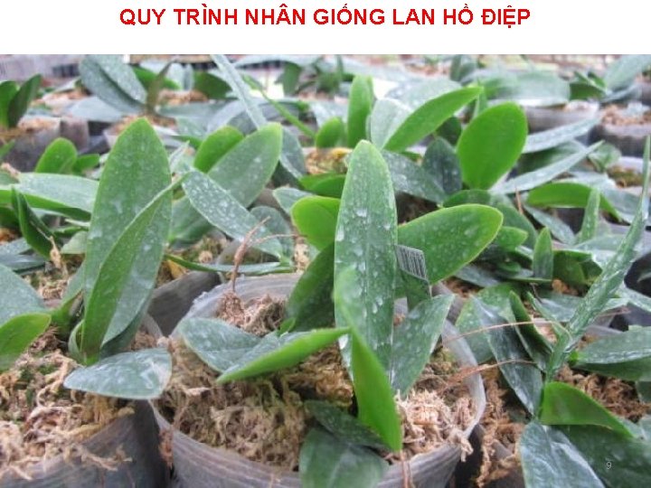 QUY TRÌNH NH N GIỐNG LAN HỒ ĐIỆP 9 