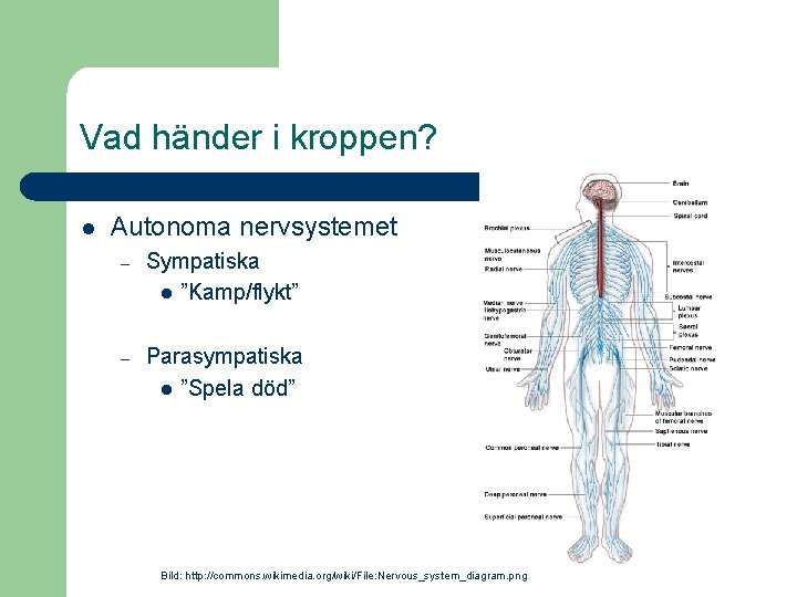 Vad händer i kroppen? l Autonoma nervsystemet – Sympatiska l ”Kamp/flykt” – Parasympatiska l