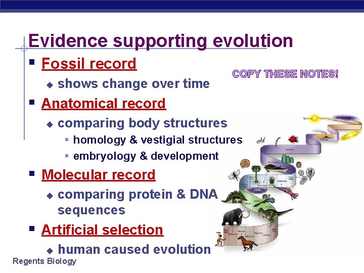 Evidence supporting evolution § Fossil record COPY THESE NOTES! u shows change over time