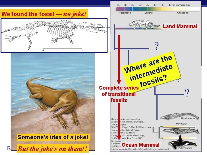 We found the fossil — no joke! Land Mammal ? e h t e