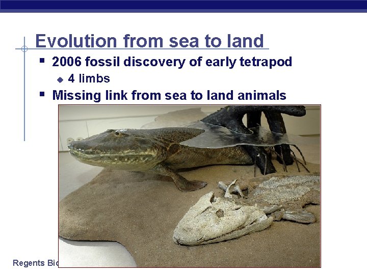 Evolution from sea to land § 2006 fossil discovery of early tetrapod u 4