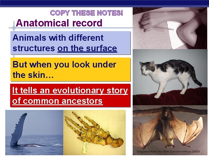 COPY THESE NOTES! Anatomical record Animals with different structures on the surface But when