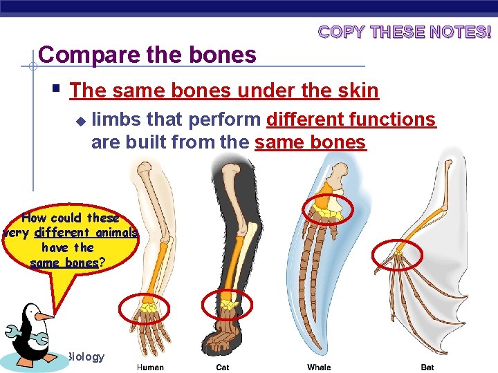 Compare the bones COPY THESE NOTES! § The same bones under the skin u