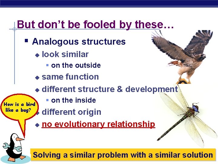 But don’t be fooled by these… § Analogous structures u look similar § on