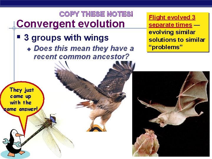 COPY THESE NOTES! Convergent evolution § 3 groups with wings u Does this mean