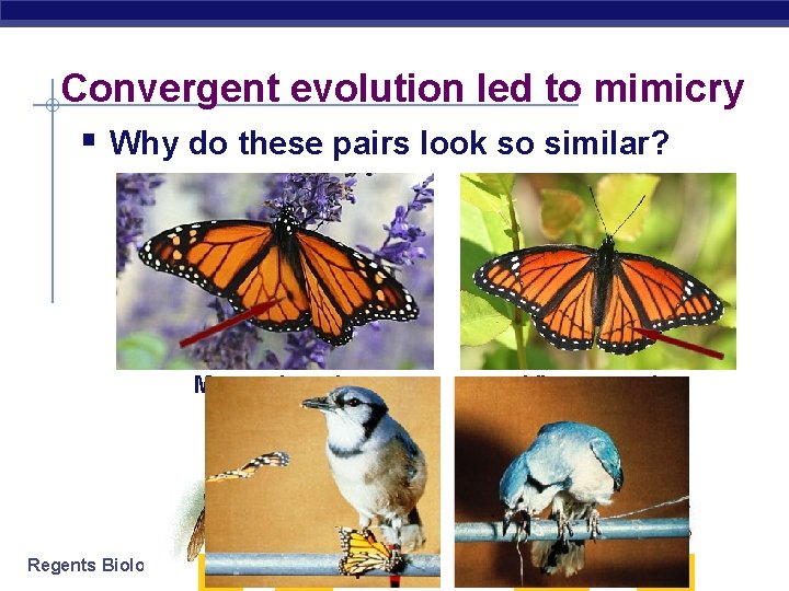 Convergent evolution led to mimicry § Why do these pairs look so similar? Monarch