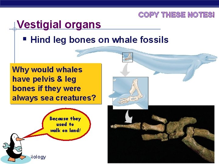 COPY THESE NOTES! Vestigial organs § Hind leg bones on whale fossils Why would