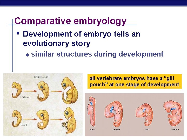 Comparative embryology § Development of embryo tells an evolutionary story u similar structures during