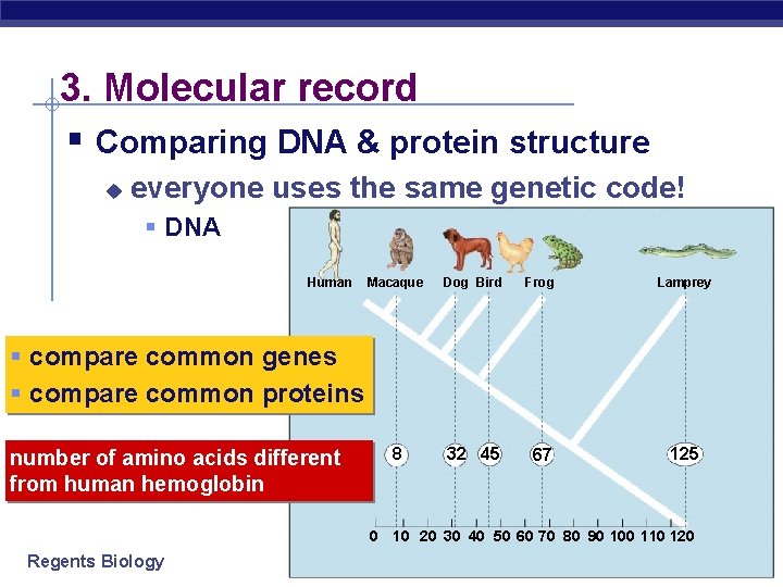 3. Molecular record § Comparing DNA & protein structure u everyone uses the same