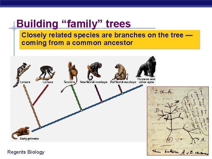 Building “family” trees Closely related species are branches on the tree — coming from