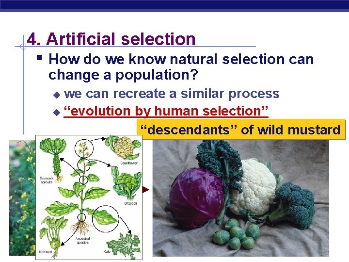 4. Artificial selection § How do we know natural selection can change a population?