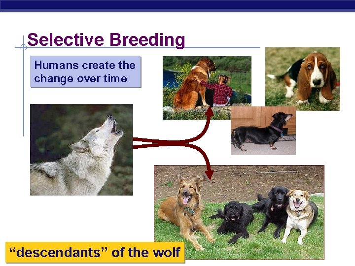 Selective Breeding Humans create the change over time Regents Biology “descendants” of the wolf