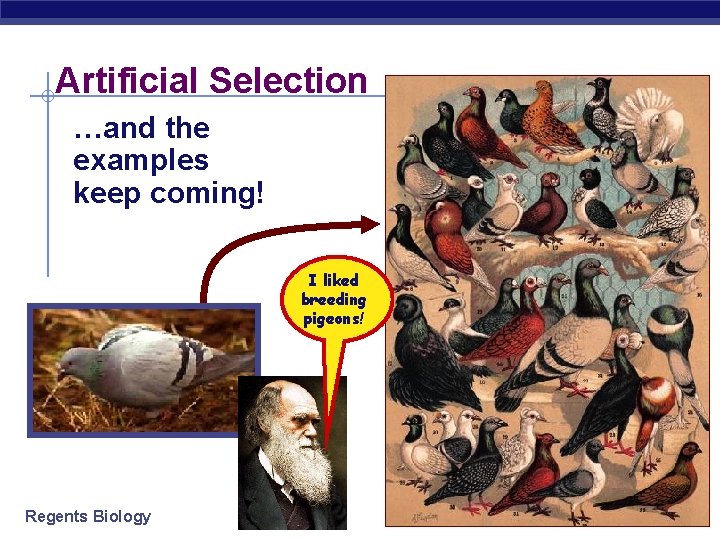 Artificial Selection …and the examples keep coming! I liked breeding pigeons! Regents Biology 