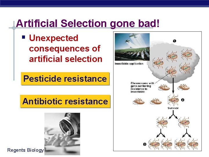 Artificial Selection gone bad! § Unexpected consequences of artificial selection Pesticide resistance Antibiotic resistance