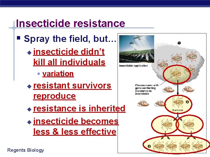 Insecticide resistance § Spray the field, but… u insecticide didn’t kill all individuals §