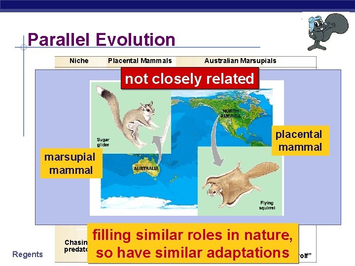 Parallel Evolution Niche Placental Mammals Burrower not closely related Mole Anteater Nocturnal insectivore Climber