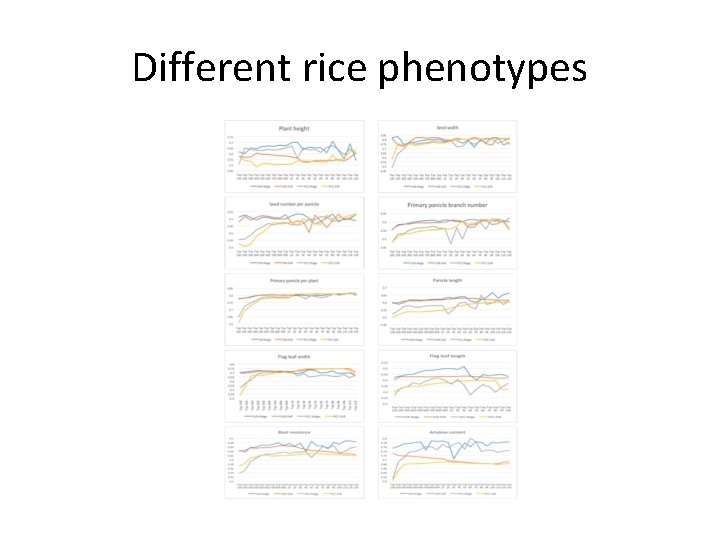Different rice phenotypes Different rice phenotypes