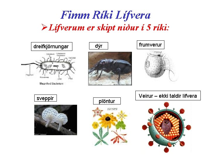 Fimm Ríki Lífvera ØLífverum er skipt niður í 5 ríki: dreifkjörnungar sveppir dýr plöntur