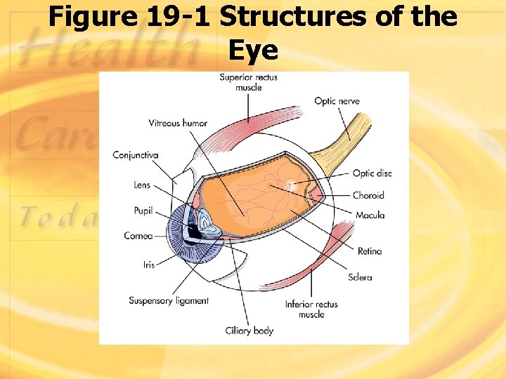 Figure 19 -1 Structures of the Eye 