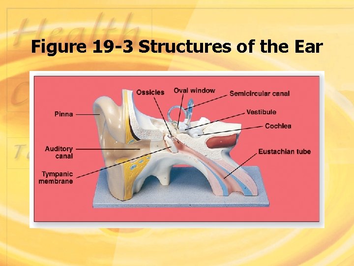 Figure 19 -3 Structures of the Ear 