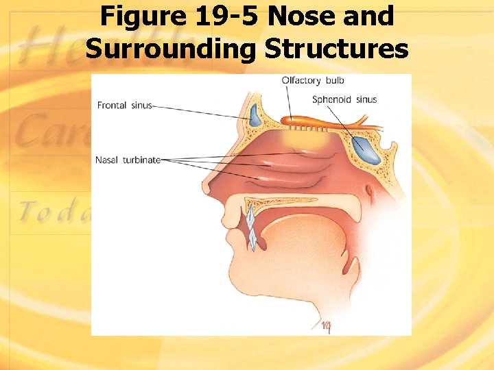 Figure 19 -5 Nose and Surrounding Structures 