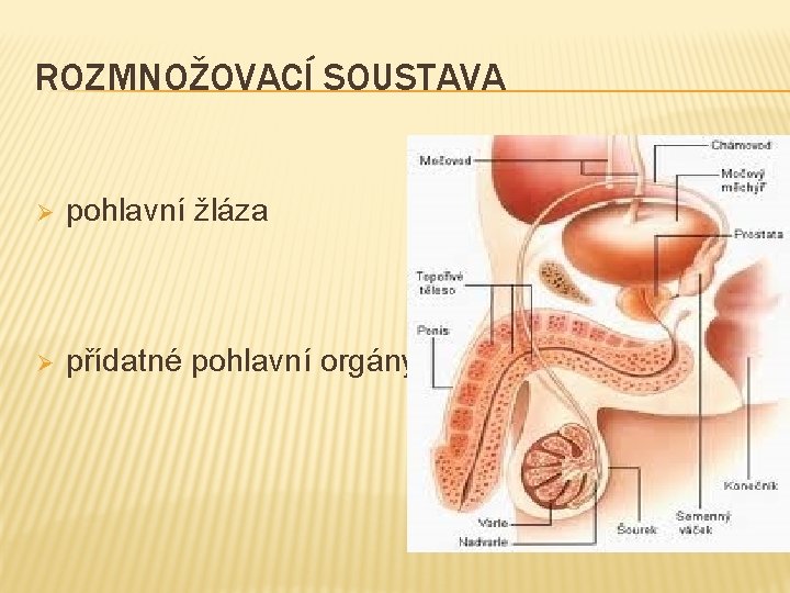 ROZMNOŽOVACÍ SOUSTAVA Ø pohlavní žláza Ø přídatné pohlavní orgány 