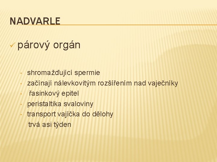 NADVARLE ü párový • • • orgán shromažďující spermie začínají nálevkovitým rozšířením nad vaječníky