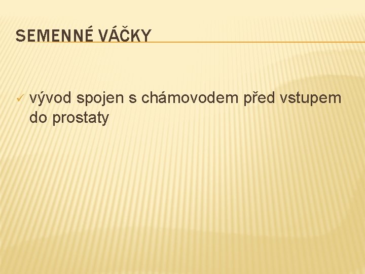 SEMENNÉ VÁČKY ü vývod spojen s chámovodem před vstupem do prostaty 