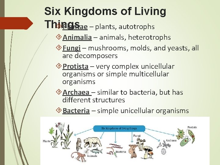 Six Kingdoms of Living Things Plantae – plants, autotrophs Animalia – animals, heterotrophs Fungi