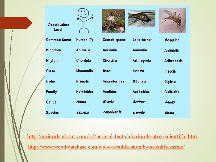 http: //animals. about. com/od/animal-facts/a/animals-atoz-scientific. htm http: //www. wood-database. com/wood-identification/by-scientific-name/ 