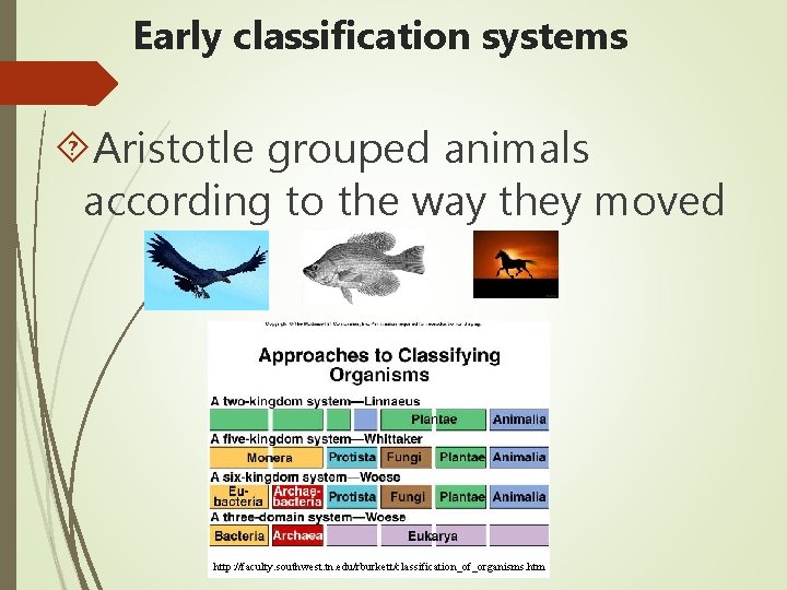 Early classification systems Aristotle grouped animals according to the way they moved http: //faculty.