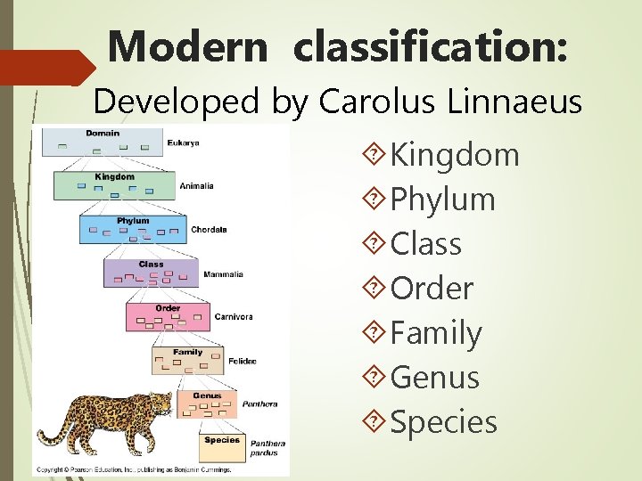 Modern classification: Developed by Carolus Linnaeus Kingdom Phylum Class Order Family Genus Species 
