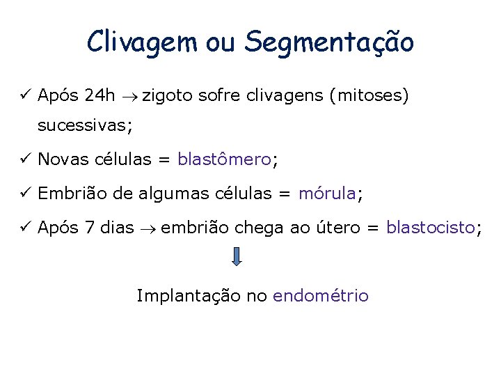 Clivagem ou Segmentação ü Após 24 h zigoto sofre clivagens (mitoses) sucessivas; ü Novas