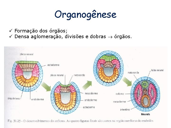 Organogênese ü Formação dos órgãos; ü Densa aglomeração, divisões e dobras órgãos. 