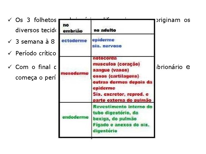 ü Os 3 folhetos embrionários diferenciam-se e originam os diversos tecidos, órgãos e sistemas;