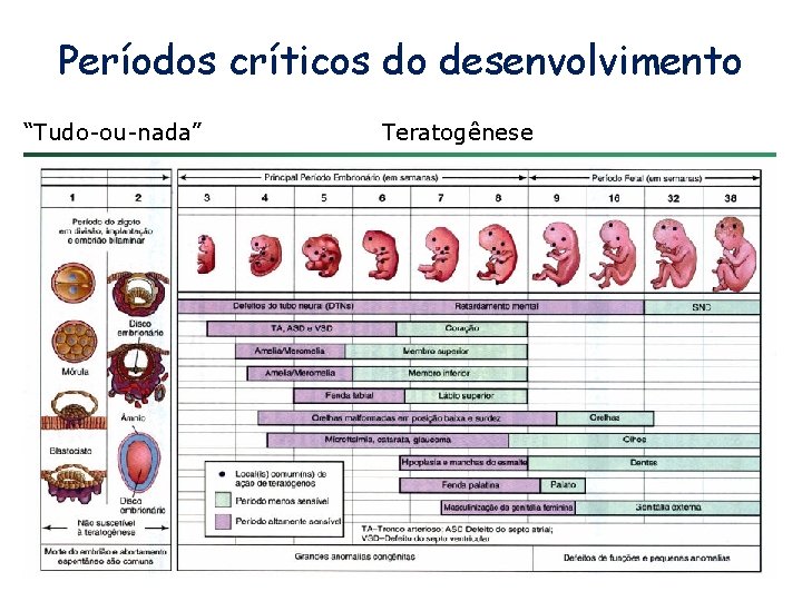 Períodos críticos do desenvolvimento “Tudo-ou-nada” Teratogênese 