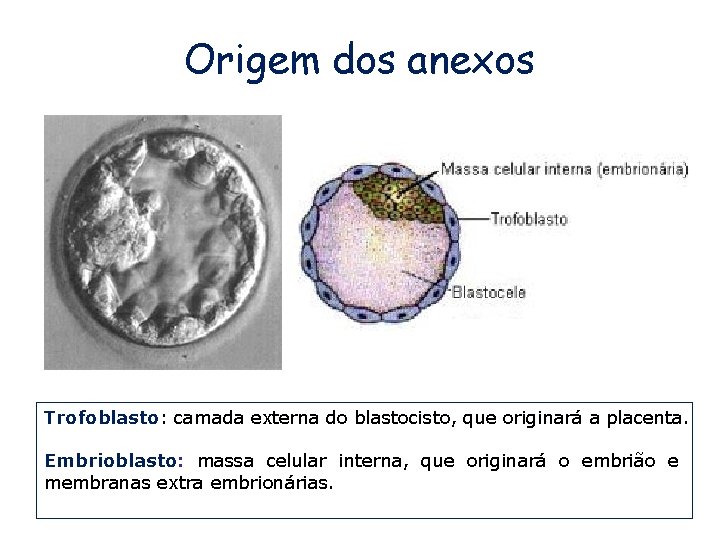 Origem dos anexos Trofoblasto: camada externa do blastocisto, que originará a placenta. Embrioblasto: massa