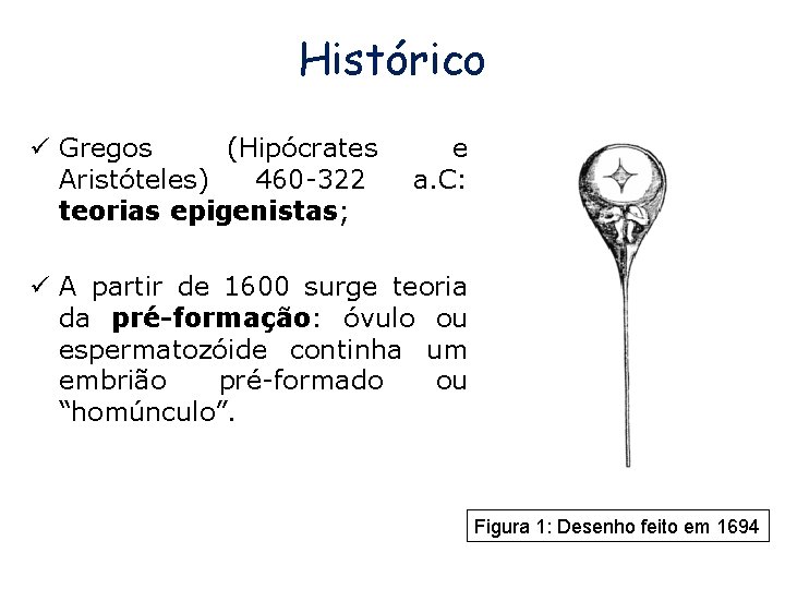 Histórico ü Gregos (Hipócrates Aristóteles) 460 -322 teorias epigenistas; e a. C: ü A