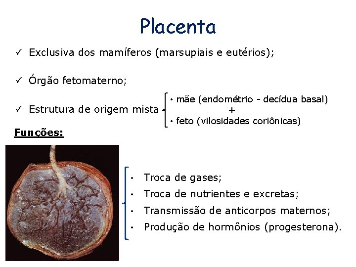 Placenta ü Exclusiva dos mamíferos (marsupiais e eutérios); ü Órgão fetomaterno; ü Estrutura de