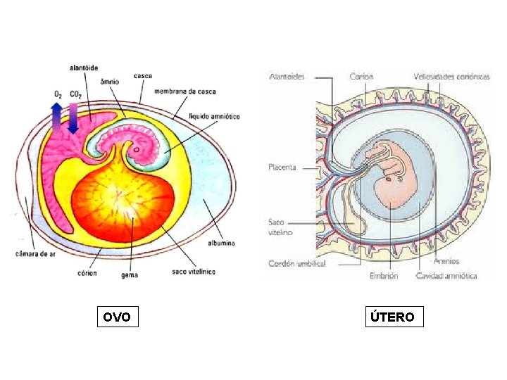 OVO ÚTERO 
