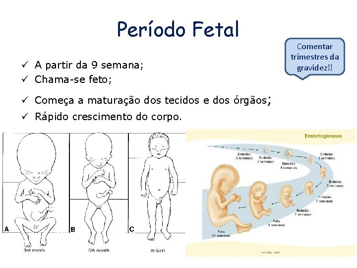 Período Fetal ü A partir da 9 semana; ü Chama-se feto; ü Começa a