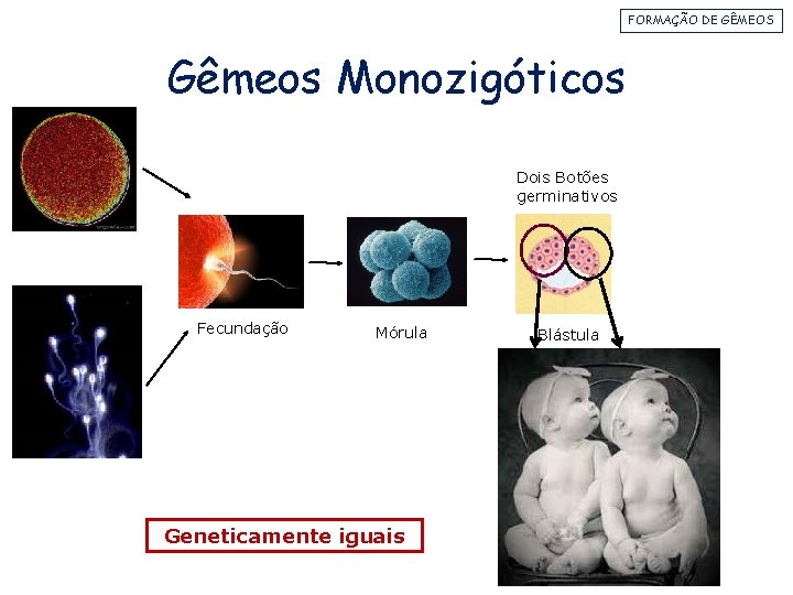FORMAÇÃO DE GÊMEOS Gêmeos Monozigóticos Dois Botões germinativos Fecundação Mórula Geneticamente iguais Blástula 