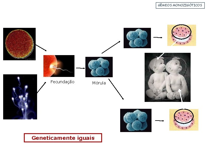 GÊMEOS MONOZIGÓTICOS Fecundação Mórula Geneticamente iguais 