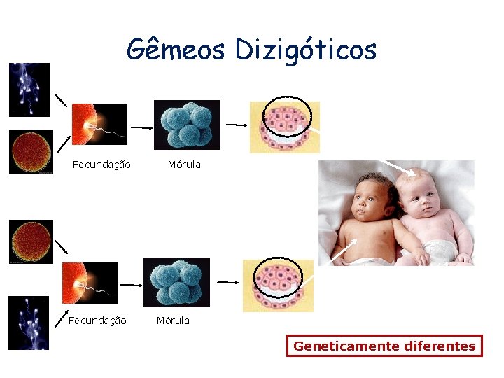 Gêmeos Dizigóticos Fecundação Mórula Geneticamente diferentes 