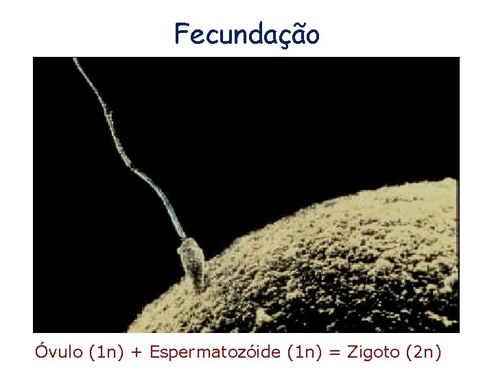Fecundação Óvulo (1 n) + Espermatozóide (1 n) = Zigoto (2 n) 