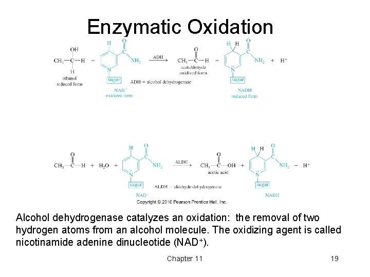 Enzymatic Oxidation Alcohol dehydrogenase catalyzes an oxidation: the removal of two hydrogen atoms from